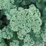 Lush Sedum tucked away in a quiet spot. Photo by Barbara Newhall
