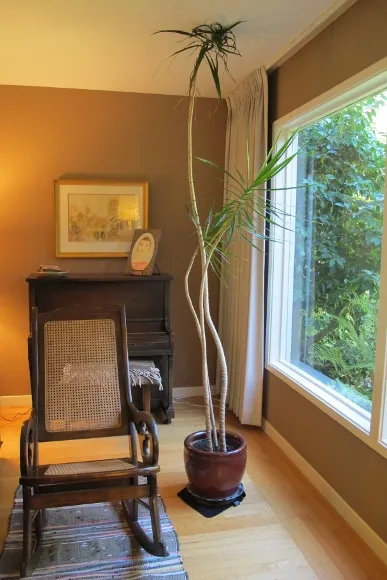 The slender stalks of a dracena marginata growing too talk for their living room setting. Photo by Barbara Newhall