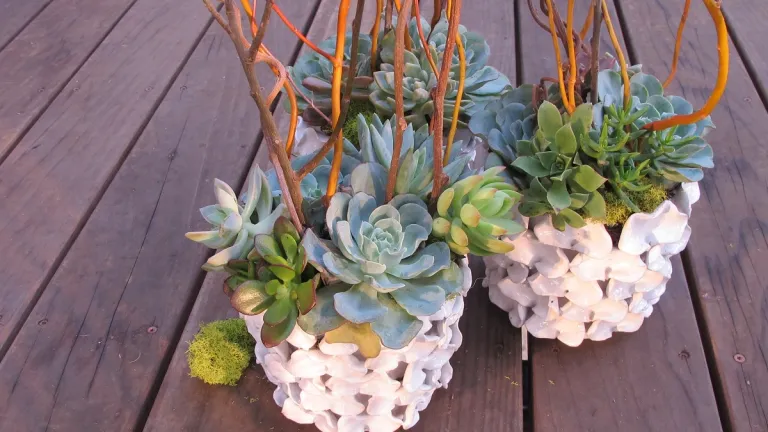 succulent-floral-design for the day we buried my husband