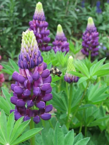 lupine-and-bumblebee Bumblebee and lupine buds ready to become stalks of blossoms in a San Francisco Bay Area garden in May. Photo by BF Newhal