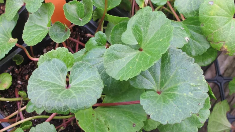 talk to my deceased husband about plant choices for our new garden? Nope. Here, a pt-reyes-checkerbloom-foliage
