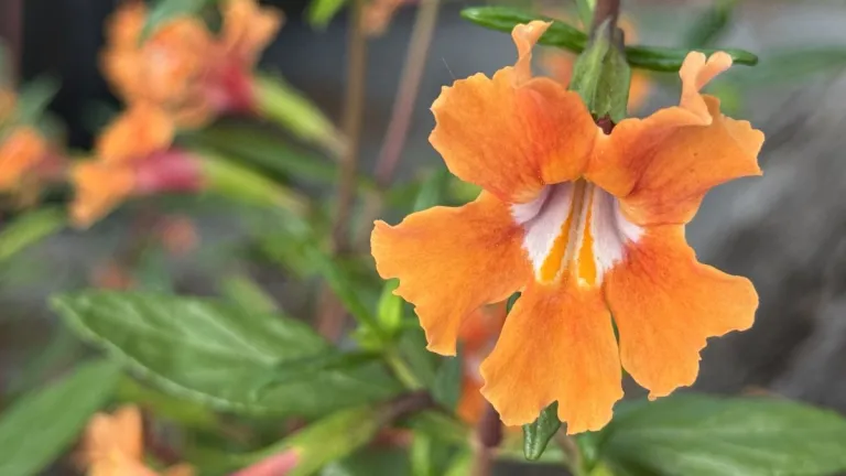 monkey-flower-native-to-California