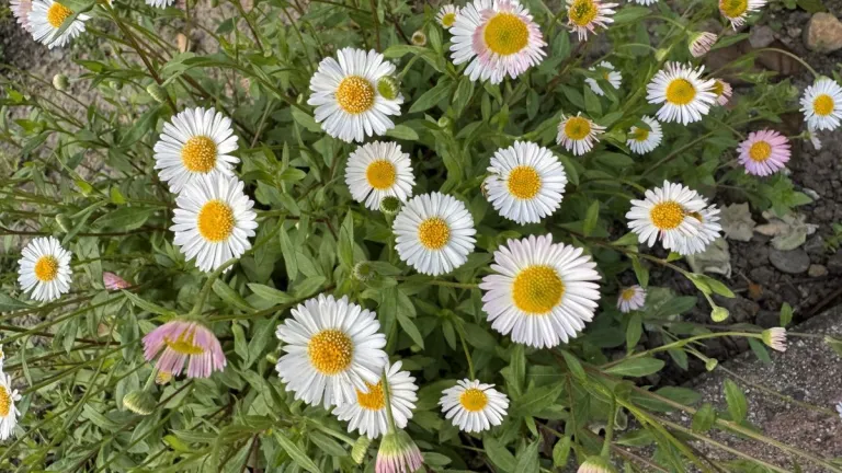 white-California-asters