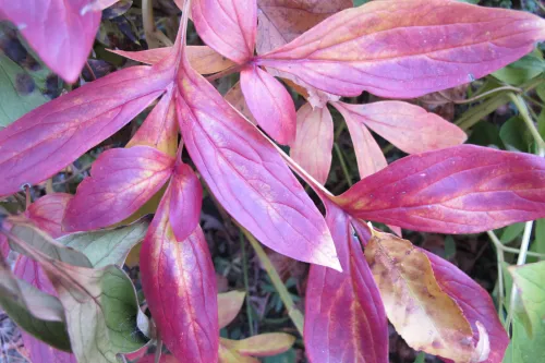 Peony leaves turning magenta in autumn in a Midwestern garden. Photo by Barbara Newhall