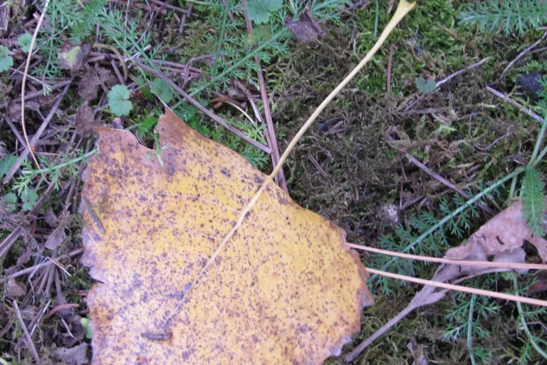 Cottonwood leaf ??? in a Midwestern garden in Autumn. Photo by Barbara Newhall