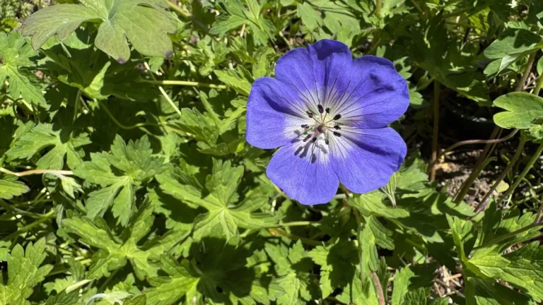 blue-geranium