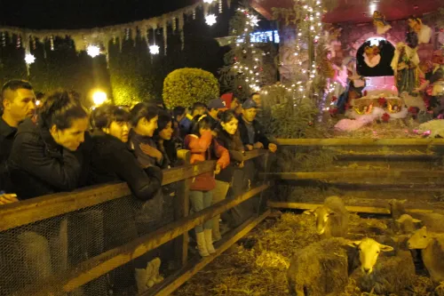 The Christ Child has arrived in the creche in San Miguel de Allende, Mexico, and so have the live animals -- and the people. Photo by BF Newhall
