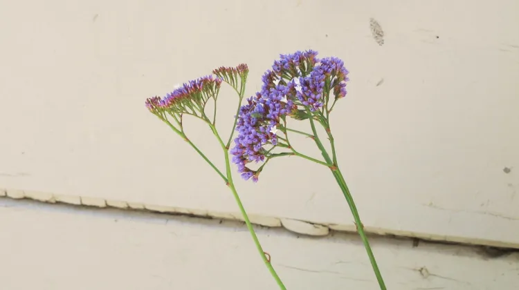 statice-blossoms