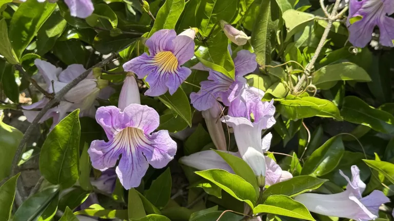 trumpet-vine-lavender