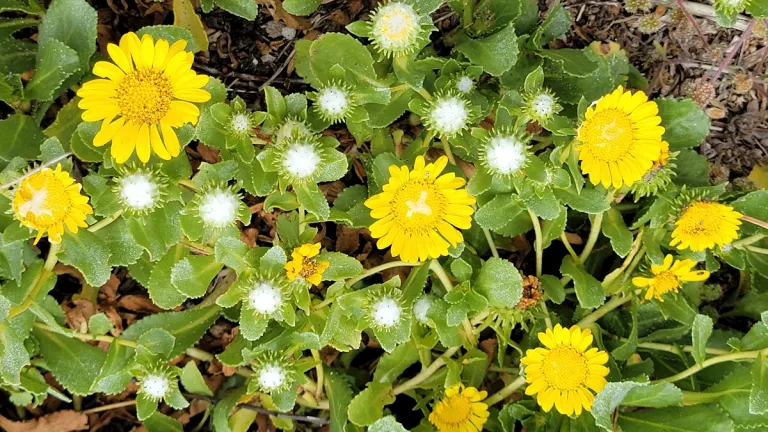 what-is-beauty-Oregon-gumweed-Grindelia-stricta