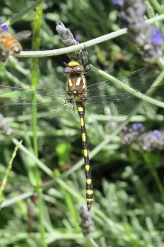 Pacific spiketail dragonfly, oakland CA. Photo by BF Newhall