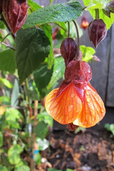 abutilon-blossom-Oakland-ca An abutilon blooms in Oakland, CA, garden. Photo by BF Newhall