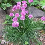 pink-armeria Pink armeria with blossoms growing in a San Francisco Bay Area rock garden. Photo by BF Newhall