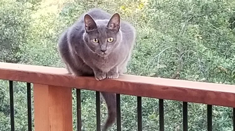 widowed It's been a year and he's still gone gray-cat-on-fence