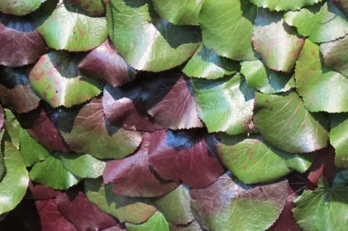 Anne-Mendenall-Flowers-leaves Overlapping leaves in a floral design by Anne Mendenall for the Bouquets to Art show at the De Young Museum, SF, 2013.
