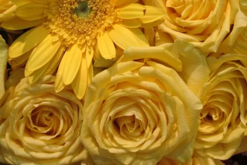 Chestnut-and-Vine-Svenja-Brotz-de-young I can't take my eyes off those flowers, including this Close-up of yellow roses by Svenja Brotz of Chestnut and Vine Floral Design, Berkeley