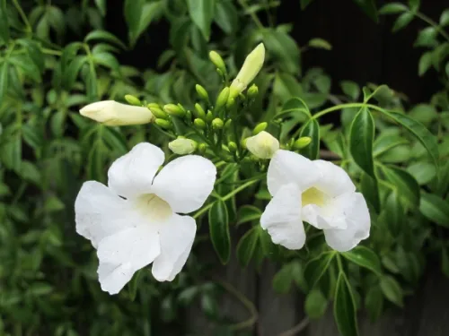 white-bower-vine-blossoms White bower vine blossoms on a fence in the San Francisco Bay Area. Photo by BF Newhall