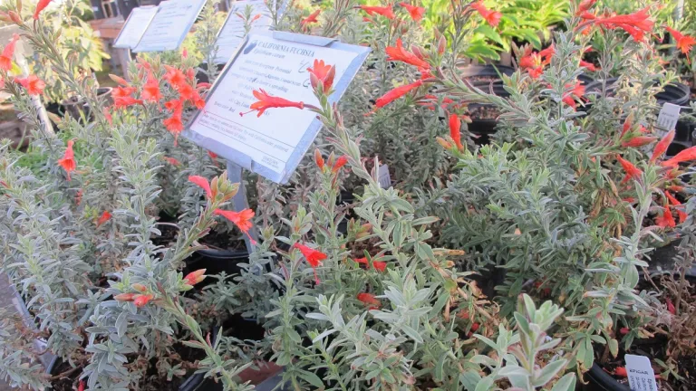 California-fuchsia-Oaktown-Native-Plant-Nursery 