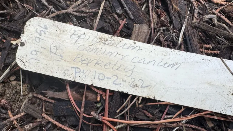 grave-marker-for-my-california-fuchsia