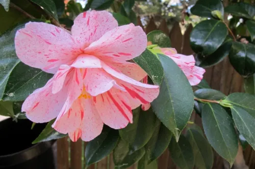 varigated-camelia-blossom Varigated camelia blossom with foliage. Photo by BF Newhall