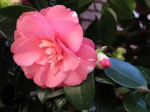 camellia-pink-blossom pink camellia blossom california. photo by bf newhall