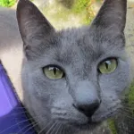 A gray cat face up close. Photo by Barbara Newhall