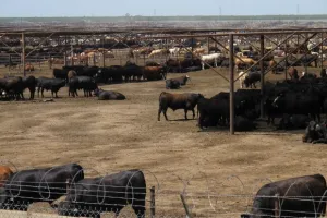 Cattle feed lot extending acres. Photo by BF Newhall