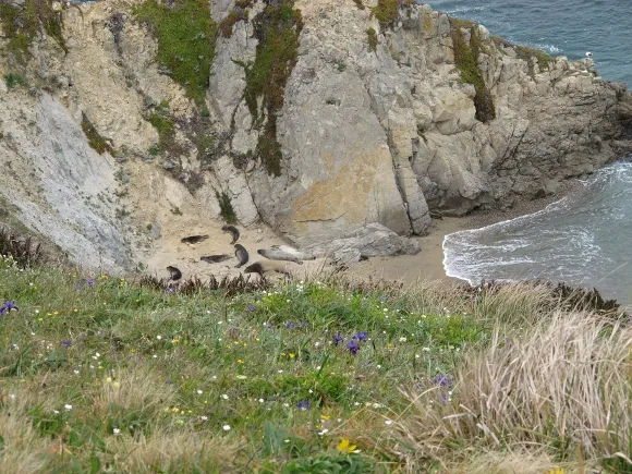 Elephant seals lie on beach at base of cliffs at Chimney Rock, Point Reyes, CA. Photo by BF Newhall