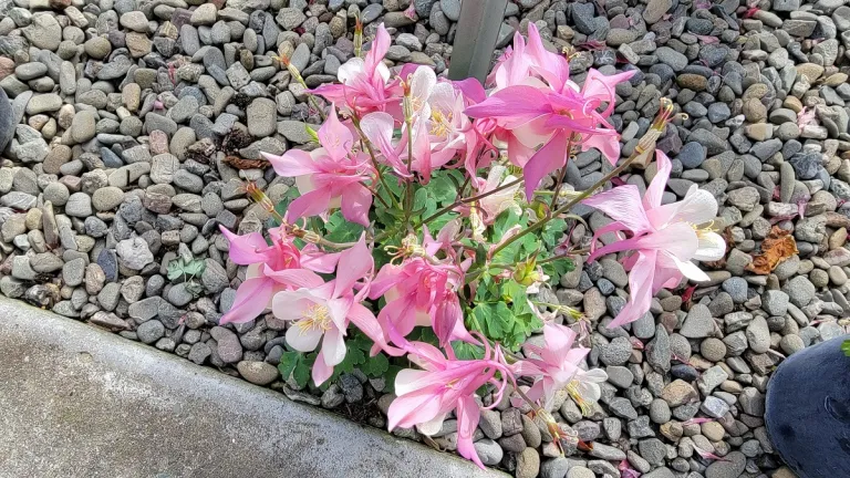 in defense of pink -- a pink columbine-Aquilegia-Origami