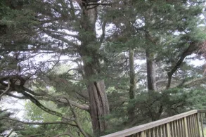 A seven-storey cypress tree next to a house. Photo by BF Newhall.