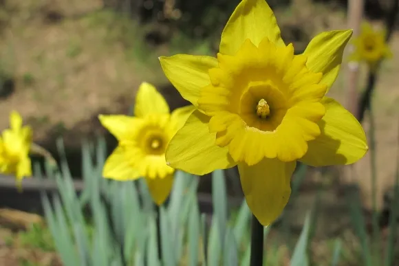 daffodil-naturalized-Oakland-ca Daffodils have naturalized in an Oakland, CA, park. Photo by BF Newhall