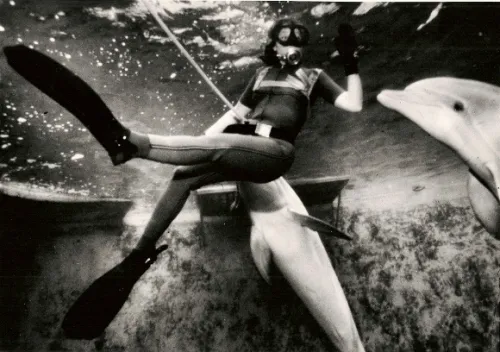 Reporter Barbara Falconer Newhall in a wetsuit in tank with dolphins at Marine World in 1979. San Francisco Chronicle photo by John O'Hara marine world