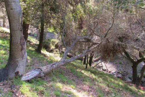 change happens A limb splits off from a live oak tree in San Francisco Bay Area.