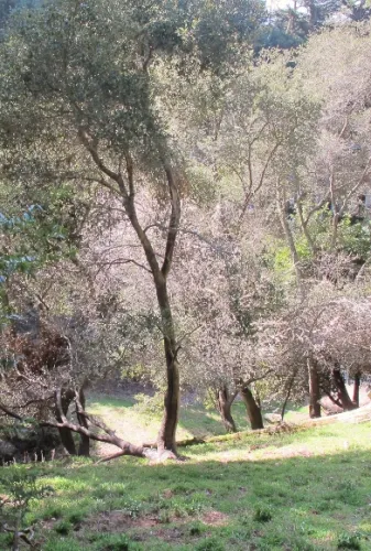 change happens. A tree flowering behind a California live oak tree. Photo by BF Newhall