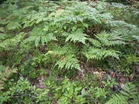 Ferns growing along Lake Michigan. Photo by BF Newhall