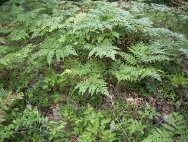 Ferns grow among the fallen oak leaves in Michigan.  c 2007 B.F. Newhall