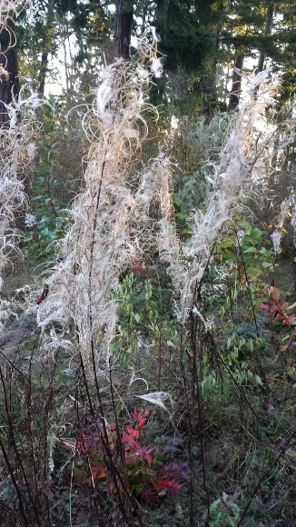 The Human Need to Name Things weeds gone to seed