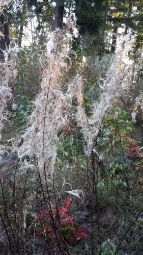 Stalks of dead fireweed that has turned silver-gray, in the San Juan Islands, WA, in November. Barbara Newhall photo