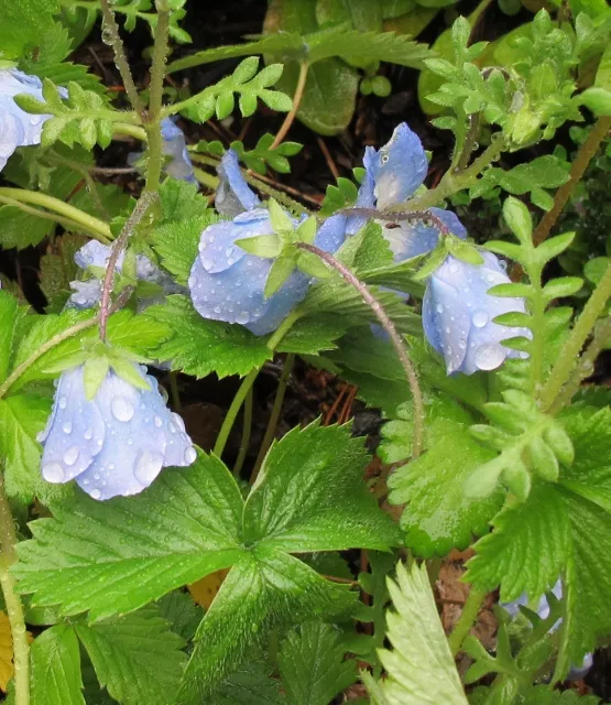 Blue flower, green leaves, rain drops. Photo by Barbara Falconer Newhall