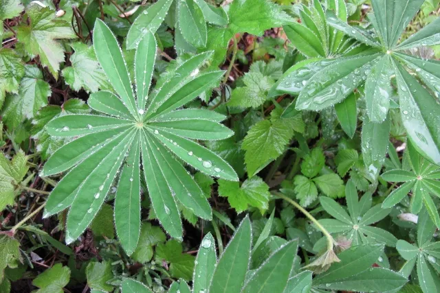 Raindrops on green leaves. Photo by Barbara Falconer Newhall