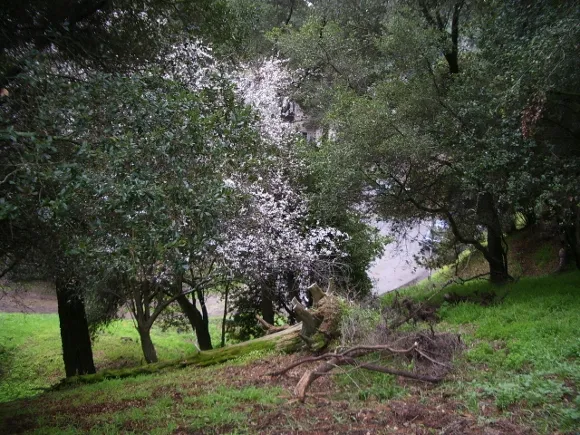 flowering-tree-comes-into-view Half-hidden flowering tree comes into view. Photo by BF Newhall