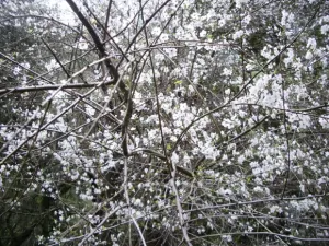 flowering-tree-unpruned Dead branches mixed with live branches on a flowering tree. Photo by BF Newhall