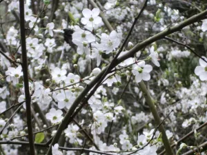 nature giveth. nature taketh away. white blossoms of flowering tree up close