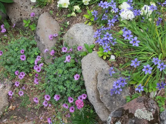 geranium-blue-eyed-grass-moss rock, San Francisco Bay Area rock garden with geranium and blue-eyed grass tucked alongside moss rocks. Photo by BF Newhall