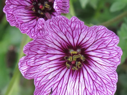geranium-blossom Close up of geranium blossom growing in a San Francisco Bay Area rock garden. Photo by BF Newhall