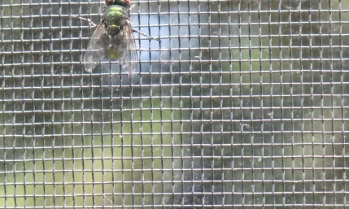 Doomed housefly caught between screen and window. Photo by BF Newhall