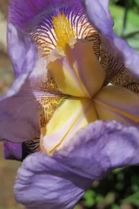 purple-bearded-iris-from-top-showing-claws Irises -- Purple bearded iris viewed from above, claws visible. Photo by BF Newhall