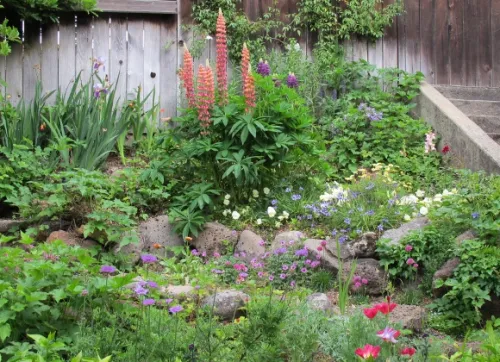 san-francisco-bay-area-gardem A San Francisco Bay Area garden in May with tall stalks of lupine, poppies, pansies, marguerites, and Irises. Photo by BF Newhall