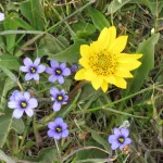 Mule's ear wildflower growing amidst unidentified blue wildflowers at Chimney Rock, Point Reyes, on April 26, 2013. Photo by BF Newhall 