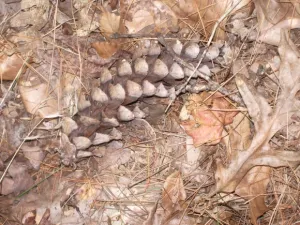 Last year's oak leaves and pine cone on the ground near Lake Michigan. Photo by BF Newhall.